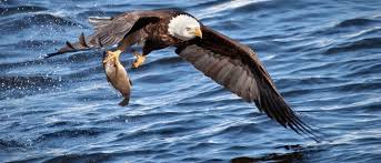 The 20 Largest Lakes in the United States in 2024 - A-Z Animals - biggest man made lake usa