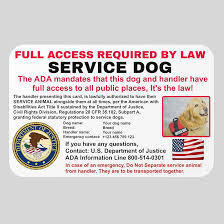 What is a Service Dog? Learn Legal Rights and How to Get One - usa service dogs