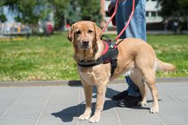 Service Dog Registration: Legal Requirement or Scam? - Pettable - usa service dog registration