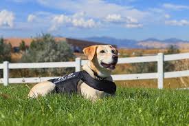 8 Types of Service Dogs and What They Do - The Spruce Pets - usa service dogs