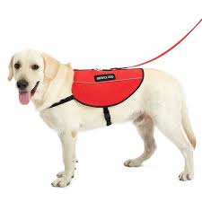 USA Service Canines - usa service dogs