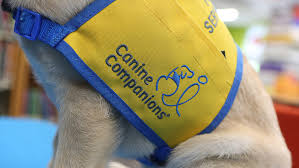 Fake service dogs hurt credibility of real service dogs ... - USA TODAY - usa service dogs