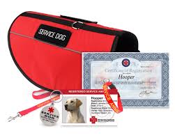 What Do Service Dogs Do? Your Full Guide - US Service Animals - usa service dogs